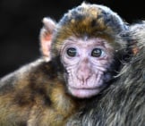 Closeup Of A Baby Macaque Photo By: Christels Https://Pixabay.com/Photos/Monkey-Baby-Barbary-Macaque-Look-2790452/ 