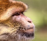 Portrait Of A Beautiful Barbary Macaque Photo By: 9883074 Https://Pixabay.com/Photos/Barbary-Ape-Monkey-Mahogany-Animal-3775359/