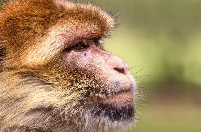 Portrait of a beautiful Barbary Macaque Photo by: 9883074 https://pixabay.com/photos/barbary-ape-monkey-mahogany-animal-3775359/