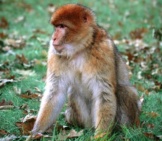 Barbary Macaque Photo By: Marieke Ijsendoorn-Kuijpers Https://Creativecommons.org/Licenses/By/2.0/ 