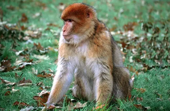 Barbary Macaque Photo by: Marieke IJsendoorn-Kuijpers https://creativecommons.org/licenses/by/2.0/ 