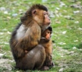 Barbary Macaque Mother And Baby Photo By: Rudy And Peter Skitterians Https://Pixabay.com/Photos/Barbary-Ape-Ape-Barbary-Macaque-384632/ 