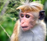 Dusky Toque Monkey Photo By: Amila Kanchana Https://Creativecommons.org/Licenses/By/2.0/ 
