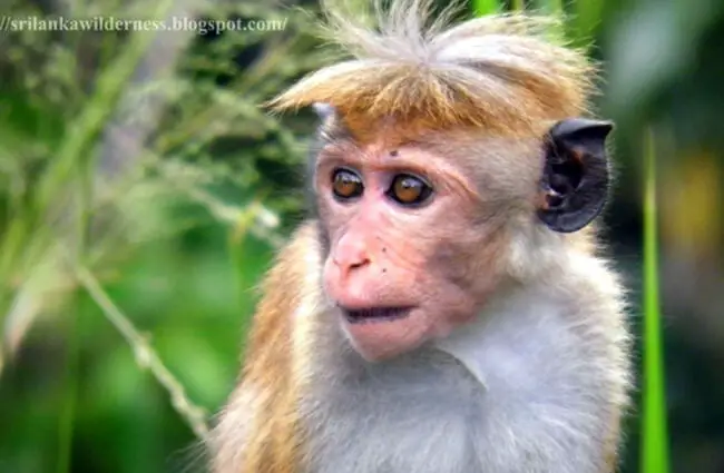 Dusky Toque Monkey Photo by: Amila Kanchana https://creativecommons.org/licenses/by/2.0/ 