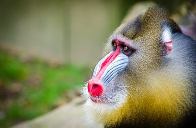 Mandrill in profile Photo by: Mathias Appel https://creativecommons.org/licenses/by-nd/2.0/ 