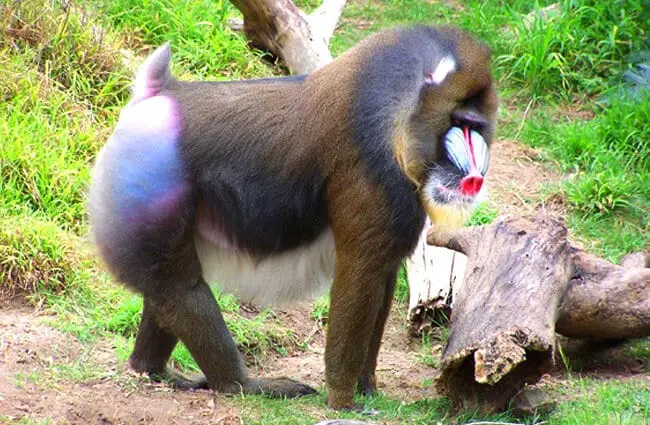 Mandrill at the San Francisco Zoo Photo by: ((brian)) https://creativecommons.org/licenses/by-nd/2.0/ 