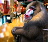 Mandrill Photo By: Tim Snell Https://Creativecommons.org/Licenses/By-Nd/2.0/ 