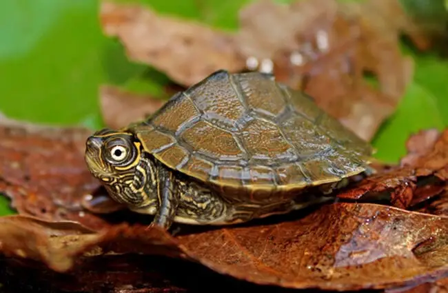 Mississippi Map Turtle Photo by: Peter Paplanus https://creativecommons.org/licenses/by-sa/2.0/ 