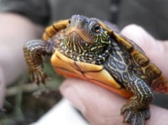 Map Turtle ready for release into the wildPhoto by: USFWS Midwest Regionhttps://creativecommons.org/licenses/by-sa/2.0/