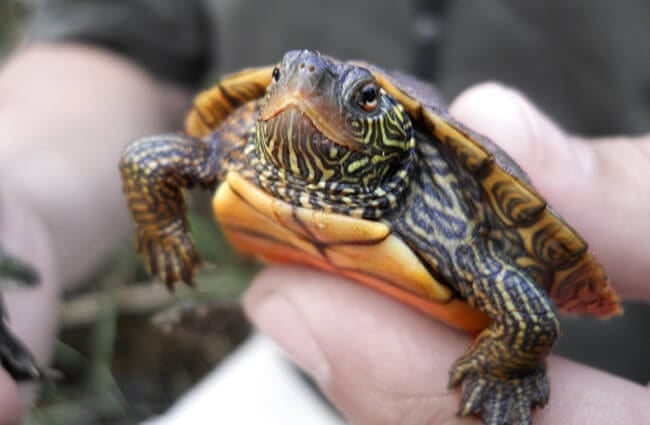 Map Turtle готова к выпуску в дикую природуФото: USFWS Midwest Regionhttps://creativecommons.org/licenses/by-sa/2.0/