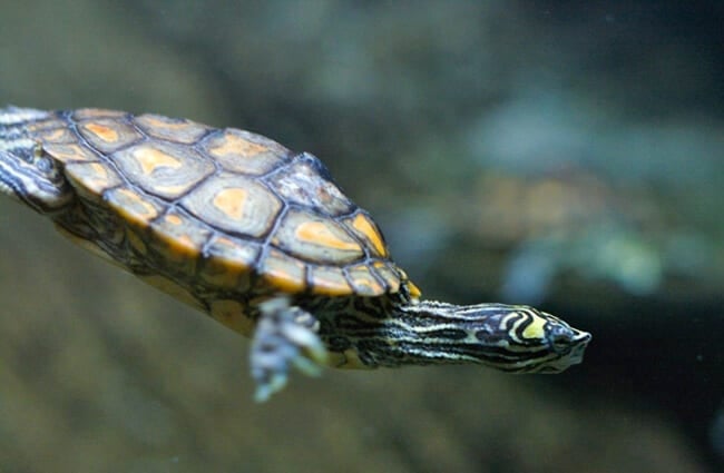 Yellow-blotched Map Turtle Photo by: Ryan Poplin https://creativecommons.org/licenses/by-sa/2.0/ 