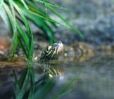 Yellow-Blotched Map Turtle Photo By: Ryan Poplin Https://Creativecommons.org/Licenses/By-Sa/2.0/ 