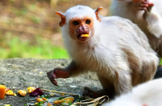 Silvery Marmoset having a snack Photo by: Henry Burrows https://creativecommons.org/licenses/by-sa/2.0/ 