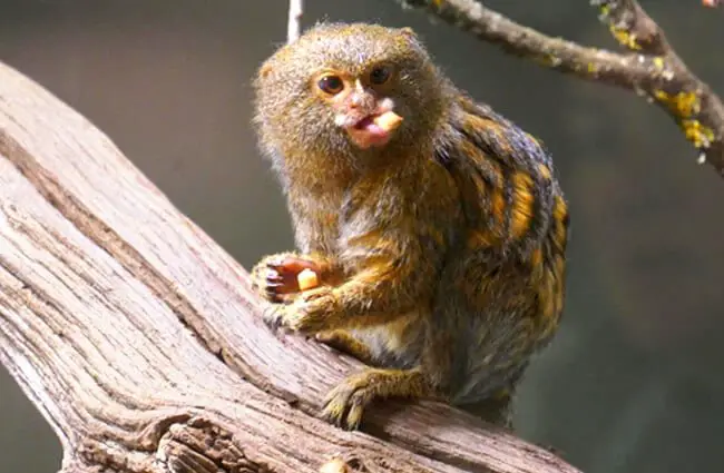 Pygmy Marmoset eating Photo by: Henry Burrows https://creativecommons.org/licenses/by-sa/2.0/ 