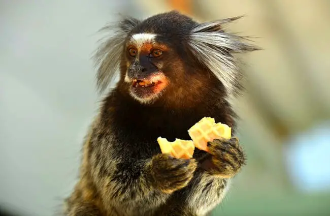 Marmoset eatingPhoto by: Claudenil Moraes Nilhttps://pixabay.com/photos/monkey-marmoset-animal-beautiful-3622827/