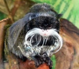 Marmoset Moustache Photo By: Jessica Merz Https://Creativecommons.org/Licenses/By-Sa/2.0/ 