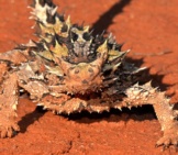 Thorny Devil / Molochphoto By: Jean And Fredhttps://Creativecommons.org/Licenses/By-Nc-Sa/2.0/
