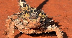 Thorny Devil / MolochPhoto by: Jean and Fredhttps://creativecommons.org/licenses/by-nc-sa/2.0/