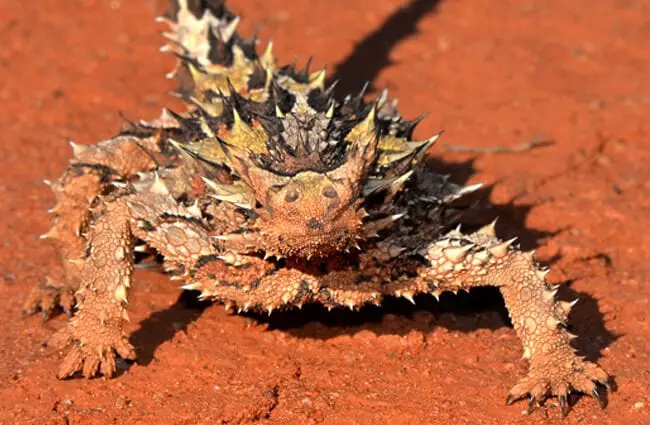 Thorny Devil / MolochPhoto by: Jean and Fredhttps://creativecommons.org/licenses/by-nc-sa/2.0/