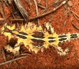 Thorny Devil From The Top Downphoto By: Dash Huanghttps://Creativecommons.org/Licenses/By-Nc-Sa/2.0/