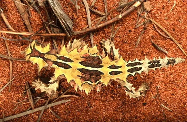 Thorny Devil from the top downPhoto by: Dash Huanghttps://creativecommons.org/licenses/by-nc-sa/2.0/