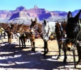 Mule Parking At The Grand Canyon Photo By: Pporto Https://Creativecommons.org/Licenses/By-Sa/2.0/ 