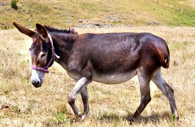 Friendly Mule in the pasture Photo by: John https://creativecommons.org/licenses/by-sa/2.0/ 