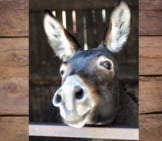 Mulephoto By: Marzena P.https://Pixabay.com/Photos/Donkey-Long-Ears-Portrait-Funny-3636234/
