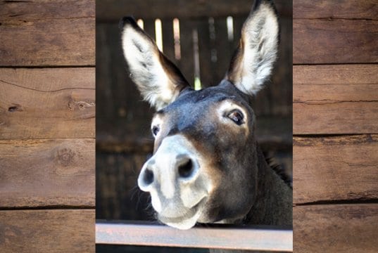 MulePhoto by: Marzena P.https://pixabay.com/photos/donkey-long-ears-portrait-funny-3636234/