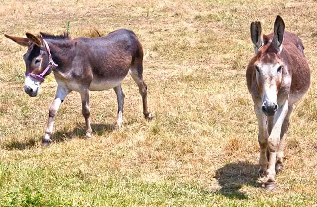 A pair of friendly Mule heading to the fence for some love Photo by: John https://creativecommons.org/licenses/by-sa/2.0/ 