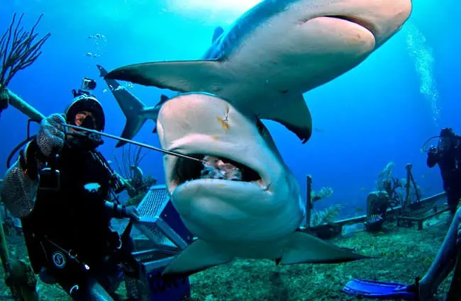 Дайвер кормит карибскую рифовую акулу Фото: Джой Ито/Себастьян Филион https://creativecommons.org/licenses/by/2.0/