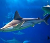 Grey Reef Sharks, Photographed At The Maui Ocean Center Photo By: Joe Boyd Https://Creativecommons.org/Licenses/By/2.0/ 