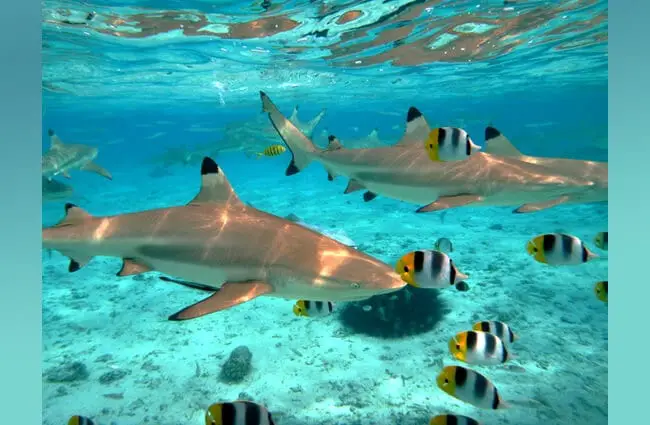 A Blacktip Reef Shark chasing butterfly fish Photo by: (c) pljvv www.fotosearch.com