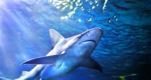 Gray Reef Shark, photographed at the Denver AquariumPhoto by: (c) bkpardini www.fotosearch.com