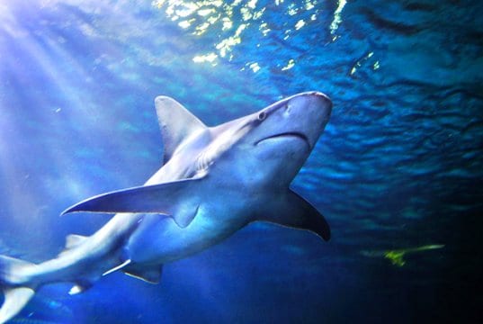 Gray Reef Shark, photographed at the Denver AquariumPhoto by: (c) bkpardini www.fotosearch.com