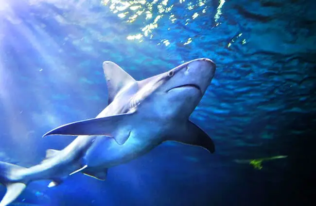 Серая рифовая акула, фотография из Денверского аквариума. Фото: (c) bkpardini www.fotosearch.com
