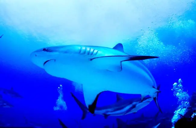 Много карибских рифовых акул кружат вокруг Фото: Тони Ши https://creativecommons.org/licenses/by/2.0/