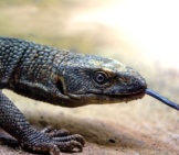 Savannah Monitor With His Tongue Out Photo By: Tambako The Jaguar Https://Creativecommons.org/Licenses/By-Nd/2.0/ 