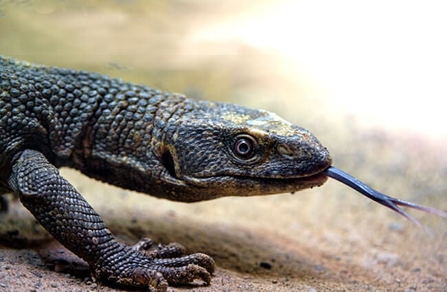 Savannah Monitor with his tongue out Photo by: Tambako The Jaguar https://creativecommons.org/licenses/by-nd/2.0/ 