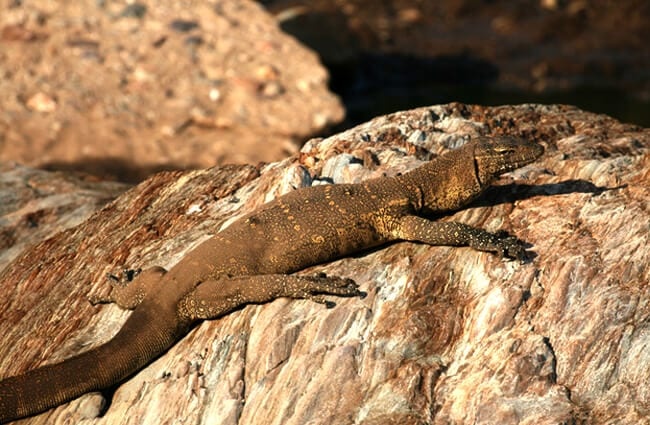 Savannah Monitor lizard on a rockPhoto by: (c) imagex www.fotosearch.com