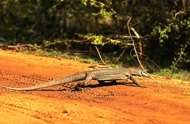 Monitor lizard, photographed on the island of Sri Lanka. Photo by: (c) Kyslynskyy www.fotosearch.com 