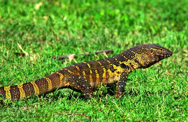 Monitor lizard crawling in African savannah Photo by: (c) Oskanov www.fotosearch.com