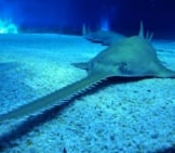Sawfish On The Sandy Bottomphoto By: Lorenzo Blangiardihttps://Creativecommons.org/Licenses/By-Nd/2.0/