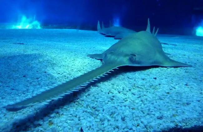 Sawfish on the sandy bottomPhoto by: Lorenzo Blangiardihttps://creativecommons.org/licenses/by-nd/2.0/