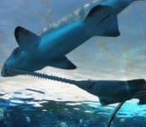 Large Sawfish Swimming Under Another Shark Photo By: Feline Groovy Https://Creativecommons.org/Licenses/By-Nd/2.0/ 