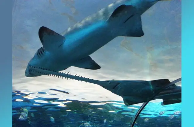 Large Sawfish swimming under another shark Photo by: Feline Groovy https://creativecommons.org/licenses/by-nd/2.0/ 