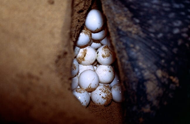 Яйца кожаной морской черепахи Фото: Бернар ДЮПОН https://creativecommons.org/licenses/by-sa/2.0/