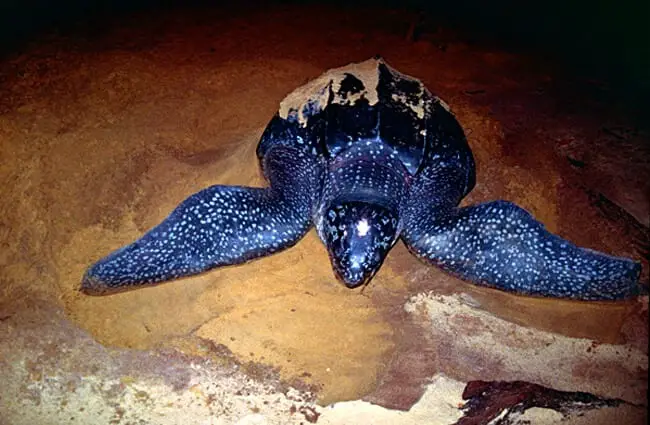 Leatherback Sea Turtle laying her eggs on the beach Photo by: Bernard DUPONT https://creativecommons.org/licenses/by-sa/2.0/ 