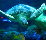 Sea Turtle, At The Ripley’s Aquarium Of Canadaphoto By: City.and.color Https://Creativecommons.org/Licenses/By-Sa/2.0/ 
