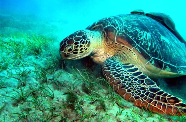 Морская черепаха в Красном море Фото: Frank_am_Main https://creativecommons.org/licenses/by-sa/2.0/